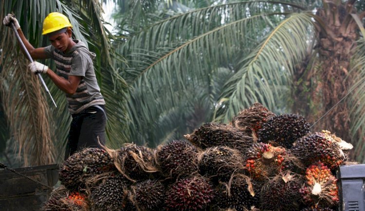 Economic Advantages Palm oil production contributes significantly